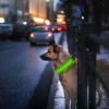 LED Dog Collar USB Rechargeable Adjustable Dog Safety Collar Night Safety Flashing Luminous Light up Collar